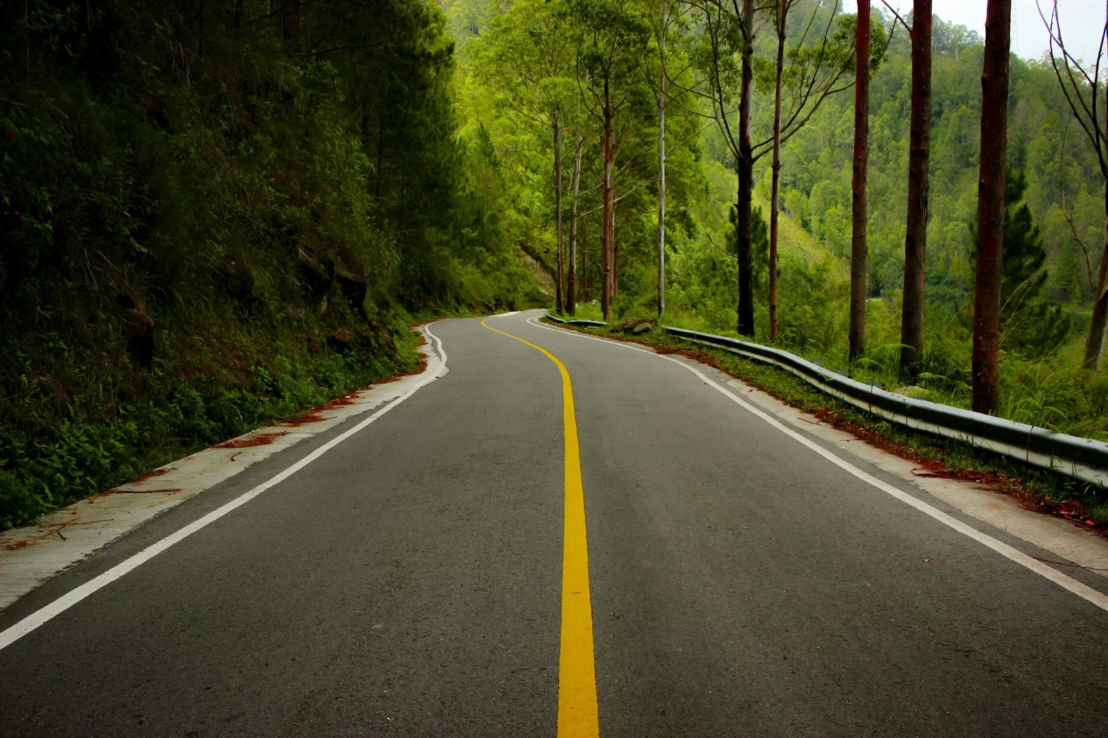 an empty road in the middle of a forest