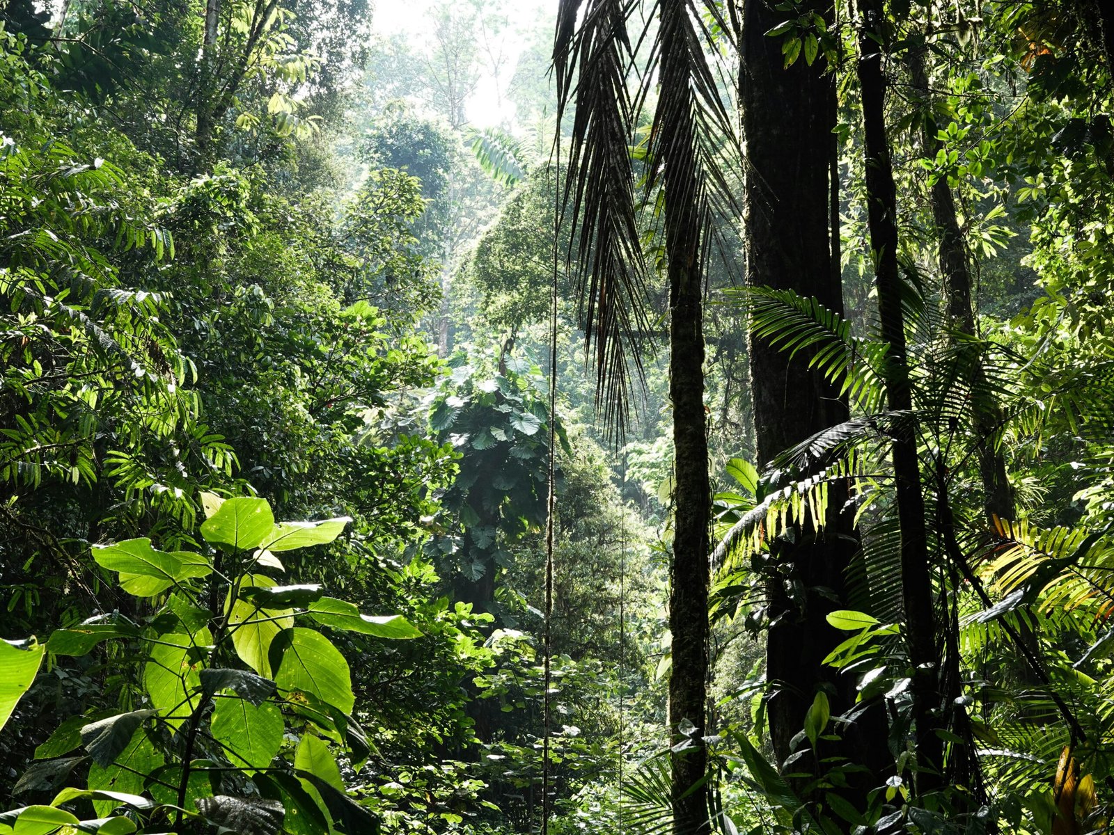 green banana trees during daytime