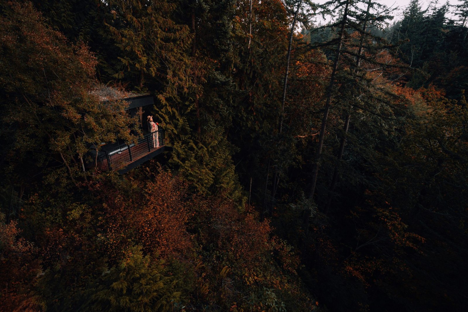 brown wooden house on top of brown and green trees